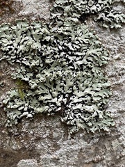 Menegazzia subsimilis