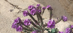 Phacelia crenulata ambigua