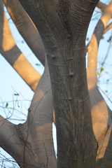 Enterolobium cyclocarpum