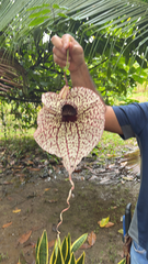 Aristolochia grandiflora image