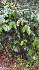 Coffea arabica