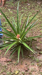Ananas comosus
