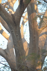 Enterolobium cyclocarpum