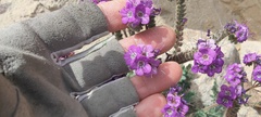 Phacelia crenulata ambigua