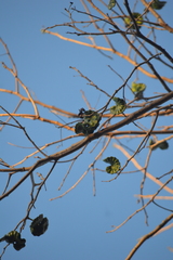 Enterolobium cyclocarpum