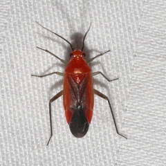 Tropidosteptes cardinalis