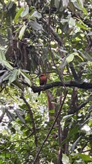 Baryphthengus martii