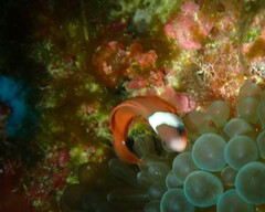 Amphiprion barberi