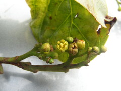 Beilschmiedia tovarensis