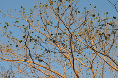 Enterolobium cyclocarpum