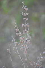 Mesosphaerum suaveolens