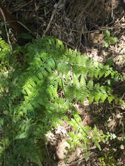 Microlepia nepalensis