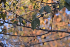 Guazuma ulmifolia
