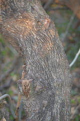 Guazuma ulmifolia