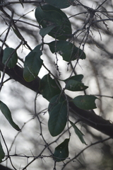 Phoradendron leucarpum