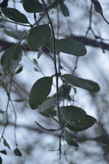 Phoradendron leucarpum