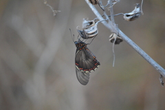 Battus polydamas polydamas