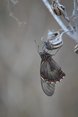 Battus polydamas polydamas