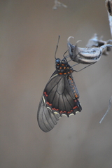 Battus polydamas polydamas