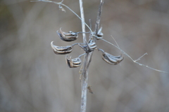 Martynia annua