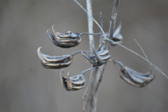 Martynia annua