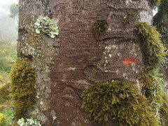 Beilschmiedia tovarensis