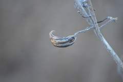 Martynia annua