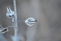 Martynia annua