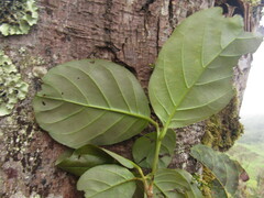 Beilschmiedia tovarensis