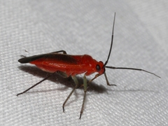 Tropidosteptes cardinalis