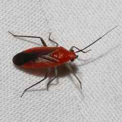 Tropidosteptes cardinalis