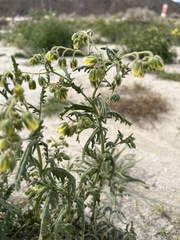 Emmenanthe penduliflora penduliflora
