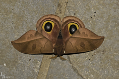 Automeris melanops