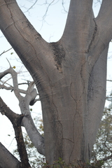 Enterolobium cyclocarpum