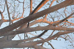 Enterolobium cyclocarpum