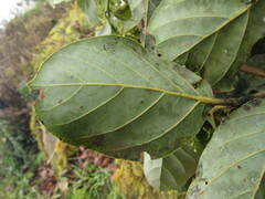 Beilschmiedia tovarensis