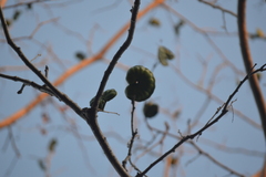 Enterolobium cyclocarpum