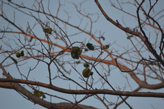 Enterolobium cyclocarpum