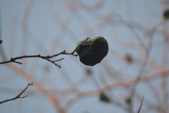 Enterolobium cyclocarpum