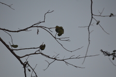 Enterolobium cyclocarpum