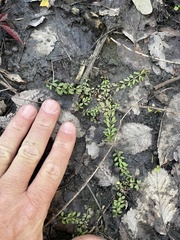Phyllanthus caroliniensis