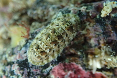 Stenoplax petaloides