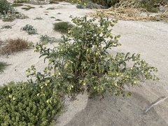 Emmenanthe penduliflora penduliflora