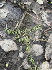 Phyllanthus caroliniensis
