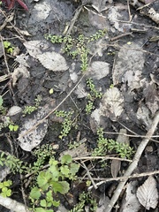 Phyllanthus caroliniensis