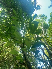 Pseudopanax crassifolius × lessonii