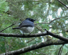 Myiagra cyanoleuca