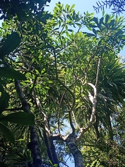 Pseudopanax crassifolius × lessonii