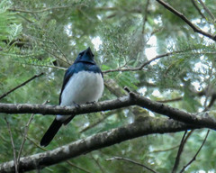 Myiagra cyanoleuca