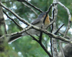 Myiagra cyanoleuca